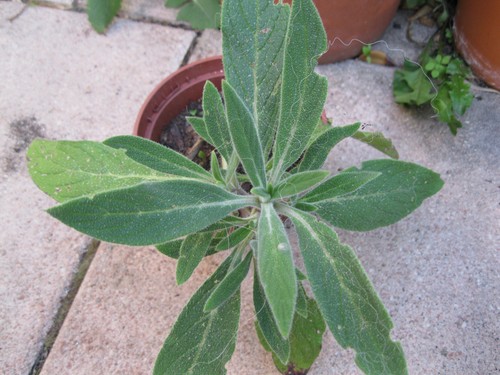 Echium tajinaste madeira - echium,