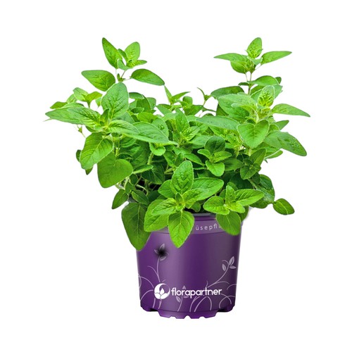 Oregano pflanze - oregano,