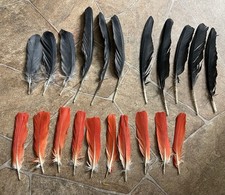 20 Papageienfedern vom