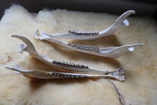 Hirschunterkiefer Schädel