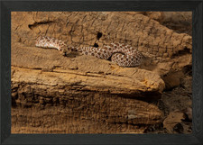 Western Hognose Bluffer sn