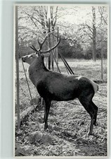 39284307 - Deer in Enclosure