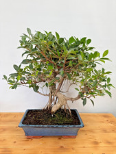 Zimmerbonsai Ficus retusa immergrün pflegeleicht 5252 Anfänger geeignet Solitär
