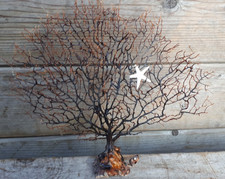 kleine echte fächer koralle