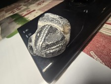  Seeigel Galerites Steinkern