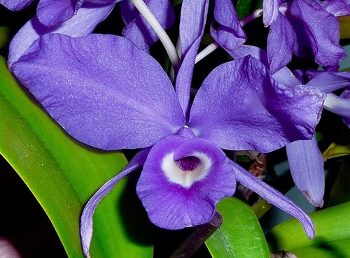 Cattleya species blue - species, ‚blue