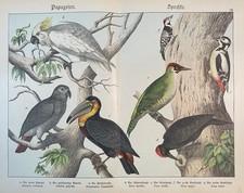 antike Grafik Fauna: Papageien