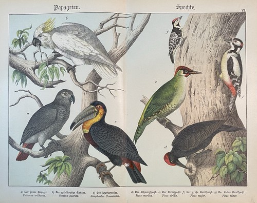 Antike grafik fauna papageien - fauna:,