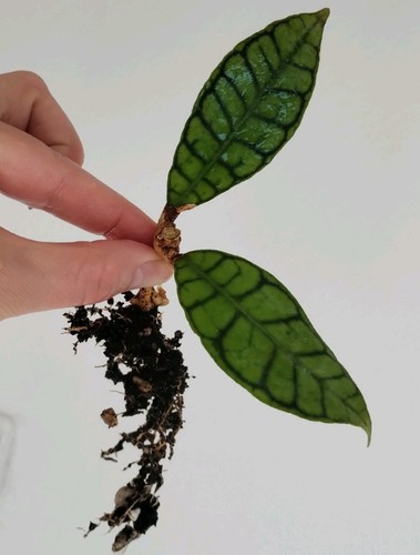 Hoya callistophylla