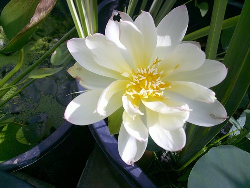 Lotus nelumbo kleine - lotus, `kleine