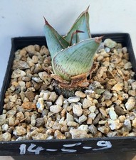 Agave   pumila (14-5-9)