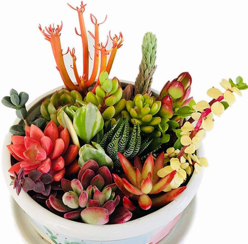 Assorted succulent cuttings - assorted,