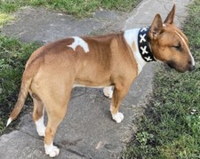 Hundehalsband Lace Braun