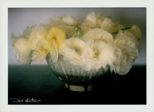 Fotograf david hamilton - david,