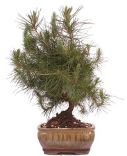 Bonsai - Pinus halepensis -