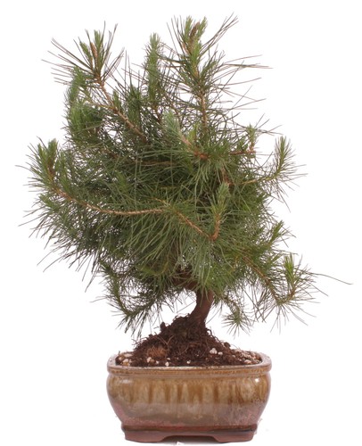 Bonsai pinus halepensis - bonsai,