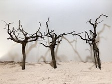 Schwarze asiatische Moorwurzel