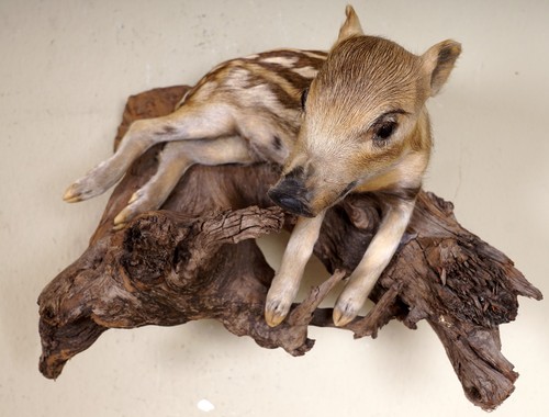 Schöner wildschwein - schöner,