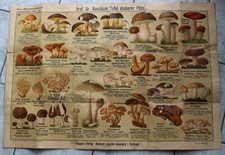 Grasers naturwissenschaftliche und landw Tafeln. Nr. 1: Tafel essbarer Pilze