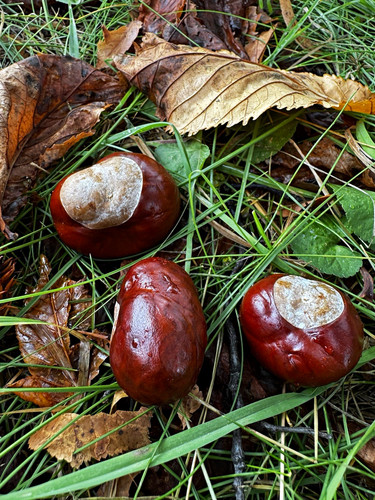 Rosskastanien kastanien - 2, kg
