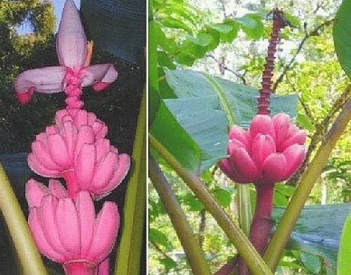 Samen rosa zwergbanane - rosa,