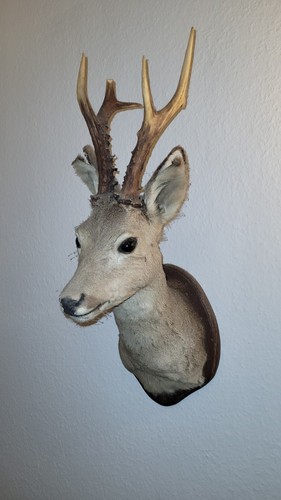 Rehkopf-Präparat