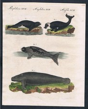 Seehunde seals Walross walrus