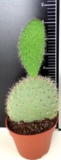 Opuntia Pilifera Nopal Crinado