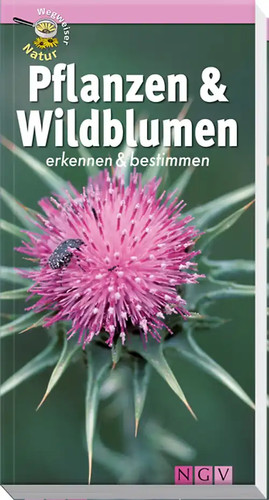 Pflanzen und wildblumen - pflanzen,