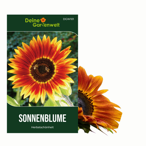 Sonnenblumen herbstschönheit - sonnenblumen,