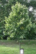 25 Linde Sommerlinde Tilia platyphyllos 50 - 80 cm wurzelnackt Bienenweide