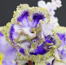 LF-Ledianiye Usory  Blatt/leaf  African Violet Usambaraveilchen