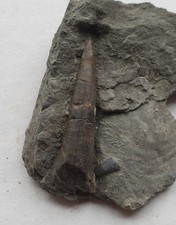 Odontobelus subbrevis in situ