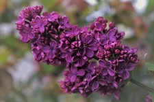 2 mal winterharte dunkellila