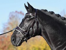 Busse Kappzaum Fit Pro braun creme unterlegt Neues Modell