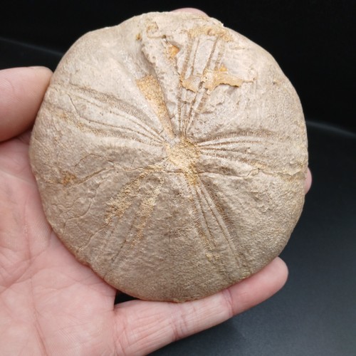 Fossil clypeus plotti - clypeus, echinoid