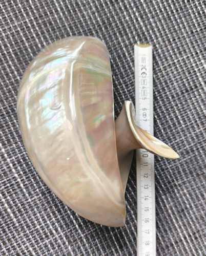 Nautilus muschel perlmutt - nautilus,