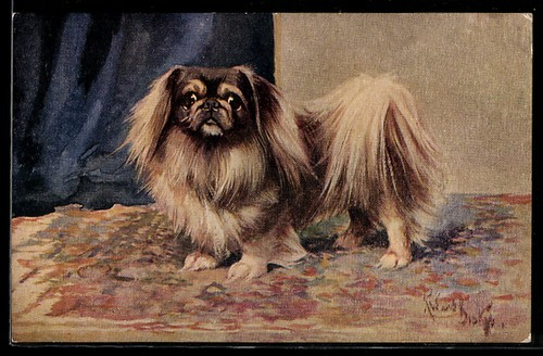 Pekinese auf einem - , teppich
