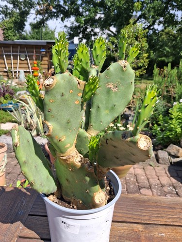 Opuntia stricta feigenkaktus - stricta,