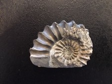 versteinerte Muschel  5 x 4cm