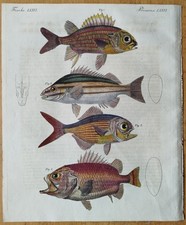 Schöne Fische (D) - Bertuch