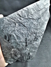 Asterophyllites longifolius -