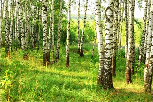Verschiedene wald motive vlies - verschiedene,