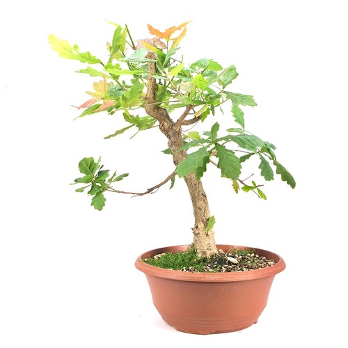 Pre bonsai stileiche quercus - pre-bonsai, 'quercus