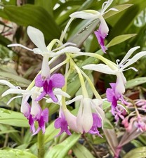 Epidendrum Snow Pearl Select
