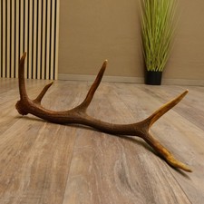 Rothirsch Stange 10 ender Gewicht 0,62 kg L 61 cm Hirsch Abwurfstange 71.1.188