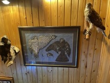 Habicht Goshawk Aquarell Watercolor Original Irland 1990