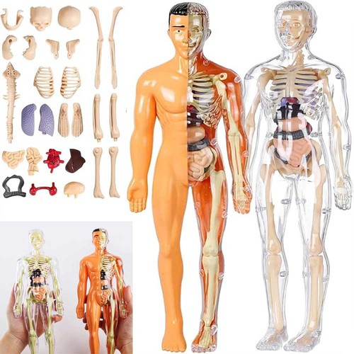 Teile menschliches 3d - teile,