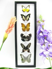 6 echte präparierte