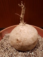 Raphionacme velutina caudex - raphionacme,